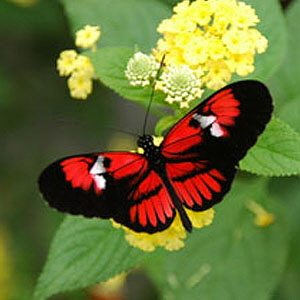 A-1-Schmetterlingspark
